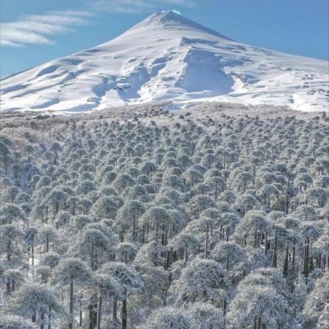 Апартаменти Pucon, La Capital Del Sur De Chile Екстер'єр фото